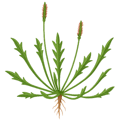 Hirschhornwegerich Rezepte